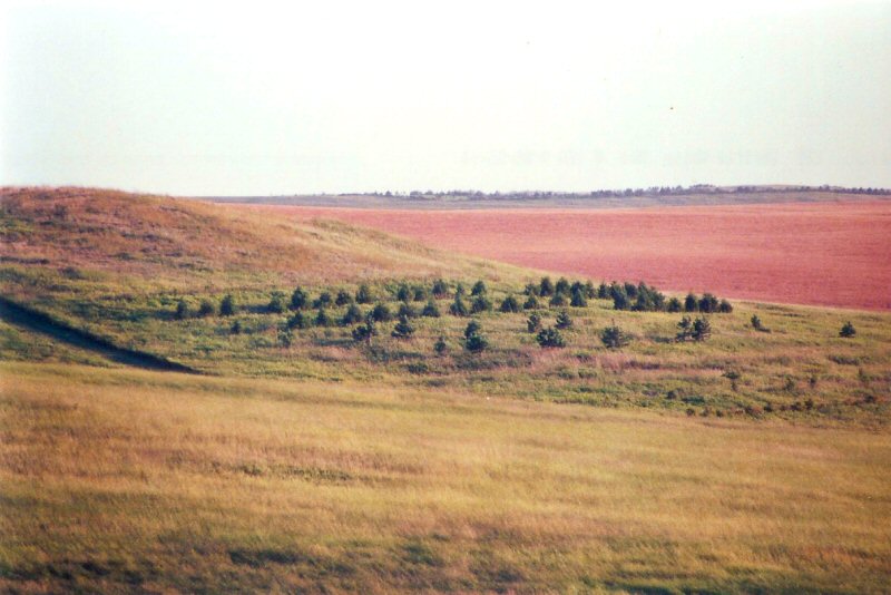 Managed pheasant habitat — grasslands