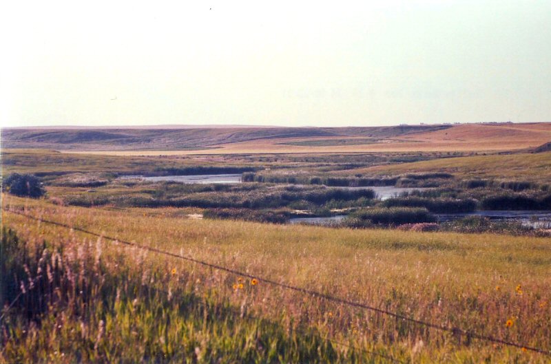 Managed pheasant habitat — shelterbelts