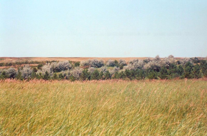 Managed pheasant habitat — tree rows