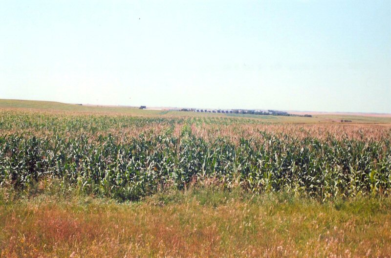 Managed pheasant habitat — water sources